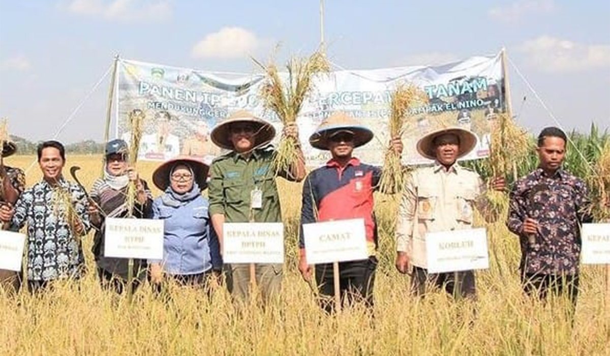 MANTAP! Petani Kabupaten Banyuasin Mulai Panen IP 300