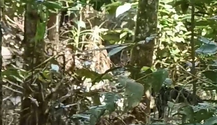 BKSDA Evakuasi Macan yang Bikin Warga Muratara Resah