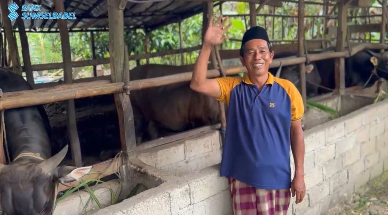 Dorong Swasembada Daging, Ratusan Peternak Sapi di Bangka Belitug Sudah Rasakan Manfaat KUR Bank Sumsel Babel 