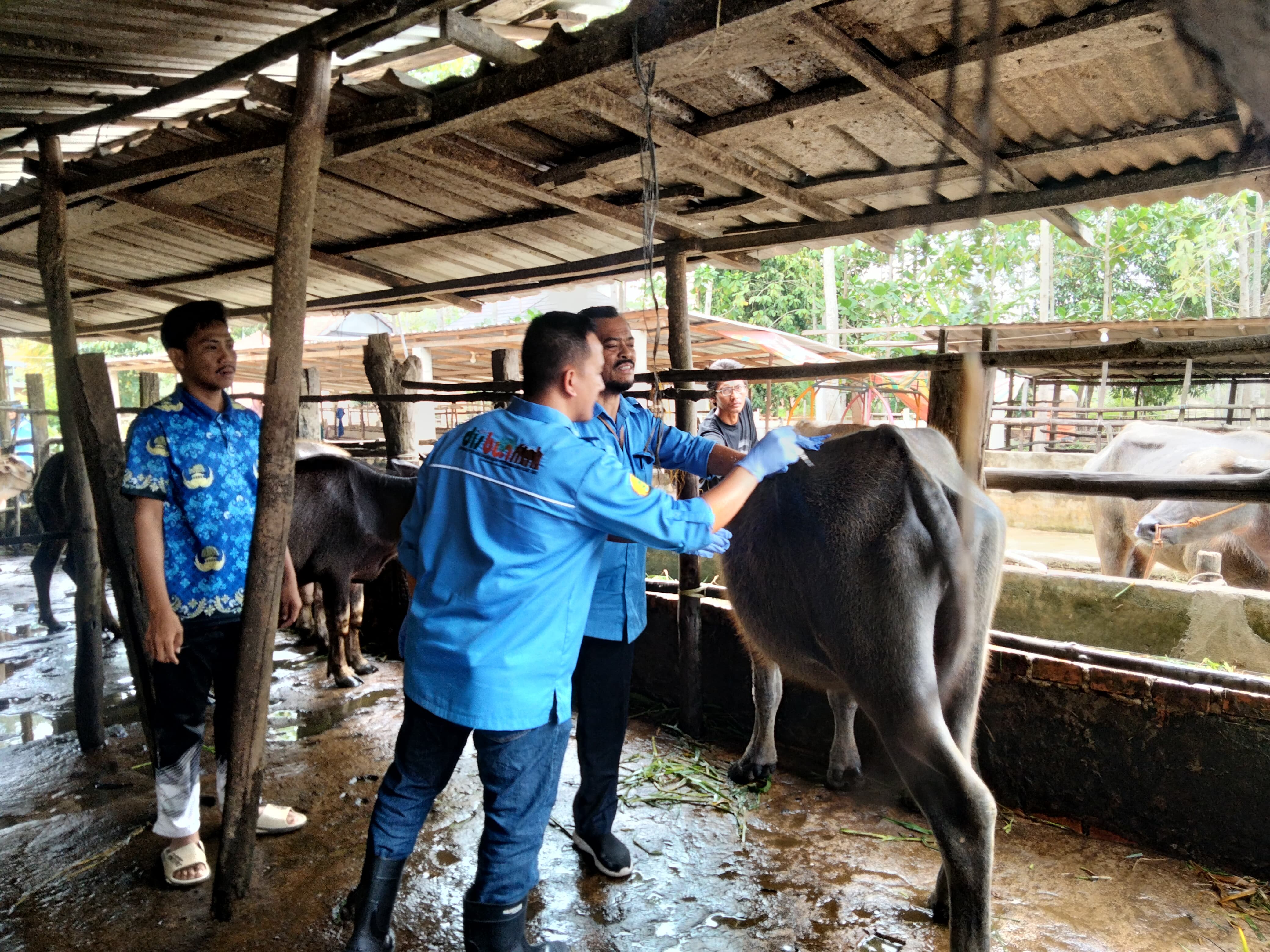 Disbunnak OKI Gencar Selamatkan Kerbau Pampangan, Misi Lestarikan Warisan Lokal dari Kepunahan