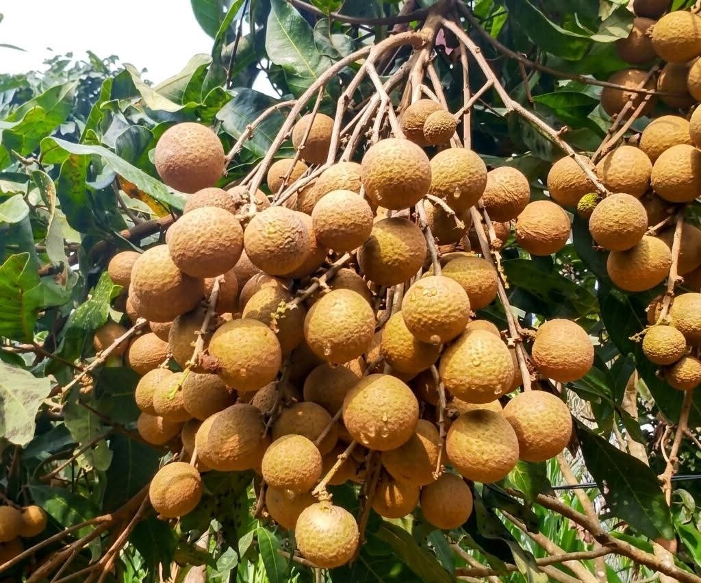 Cara Menanam Mudah, Ini 7 Tanaman Buah yang Bisa Ditanam di Polybag