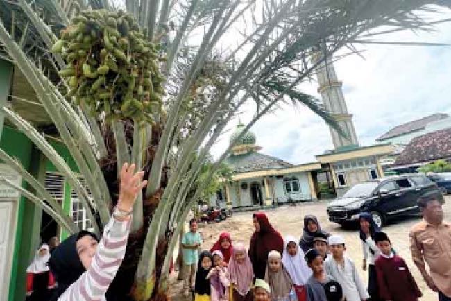 Pohon Kurma Berbuah di Masjid Al Mukhlisin Palembang Bikin Heboh, Jadi Latar Bagus Foto Selfie di Bulan Puasa