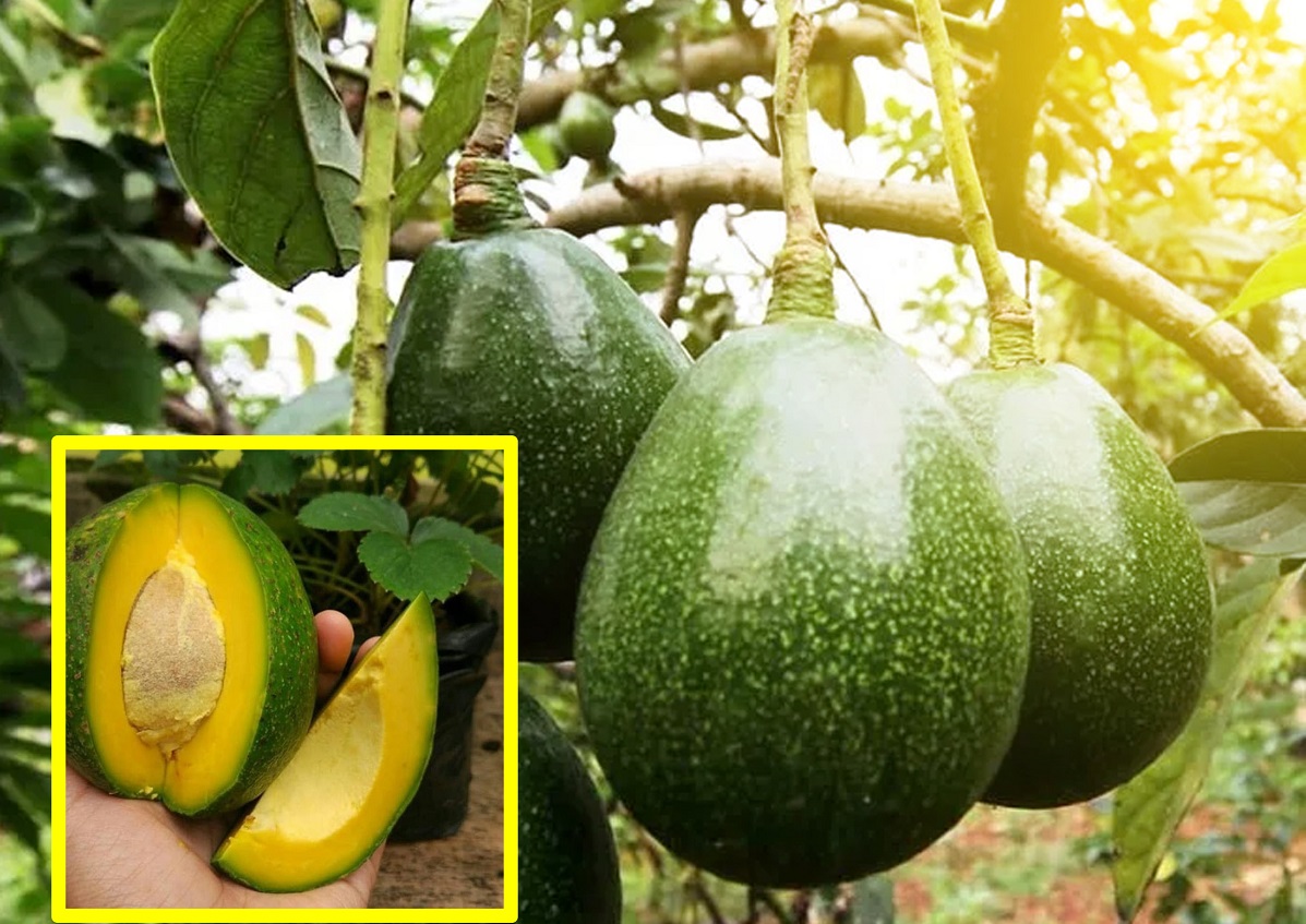 5 Perawatan yang Dibutuhkan Alpukat Miki, Produksi Buah Optimal dan Berkualitas