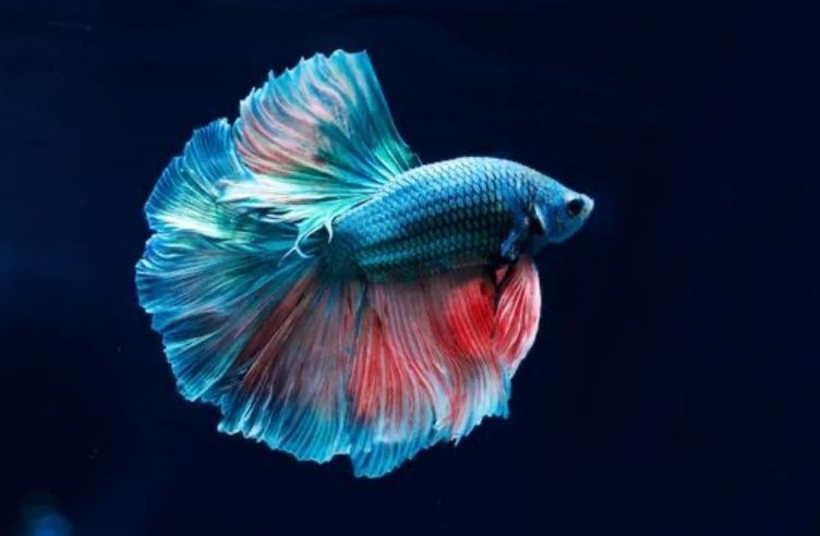 Coraknya Cantik, Ini 4 Jenis Ikan Hias Mudah Dipelihara dan Harganya Murah Meriah 