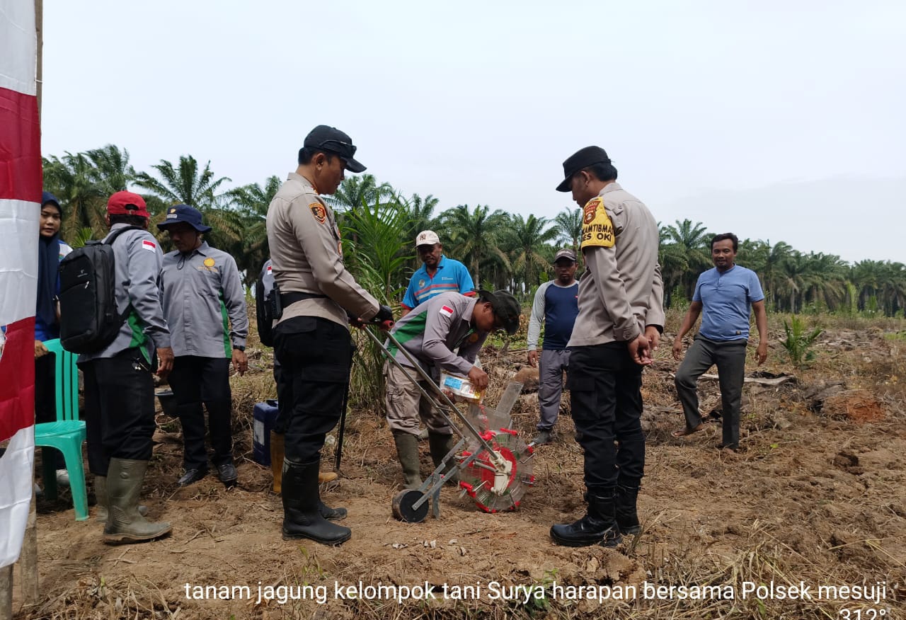 Desa Surya Adi Mesuji OKI Jadi Lokasi Baru Penanaman Jagung, Dukung Program Pemerintah