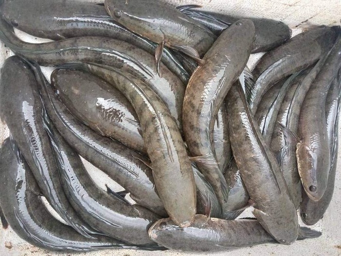 6 Jenis Ikan yang Sering Digunakan untuk Membuat Pempek, Makanan Khas Palembang