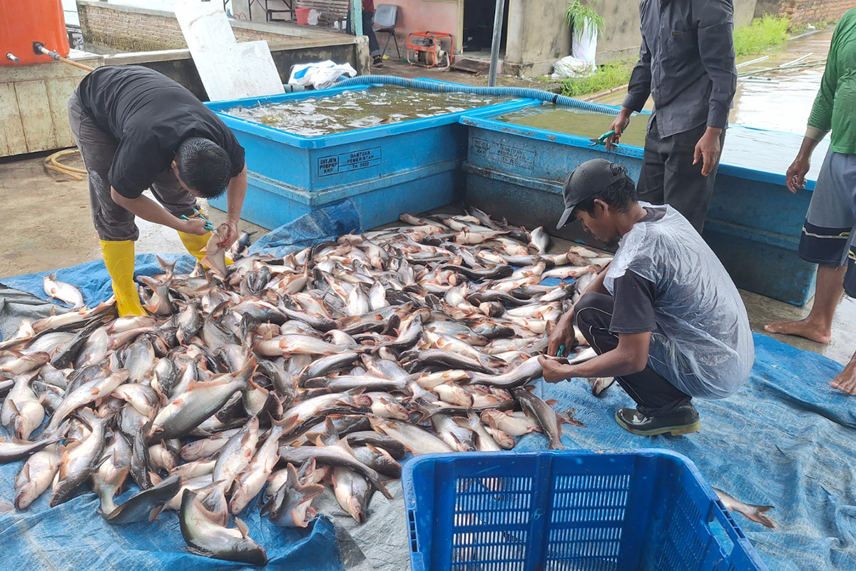 Di Bawah Kepemimpinan Enos-Yudha, OKU Timur Sukses Jadi Penghasil Ikan Patin Terbesar di Indonesia