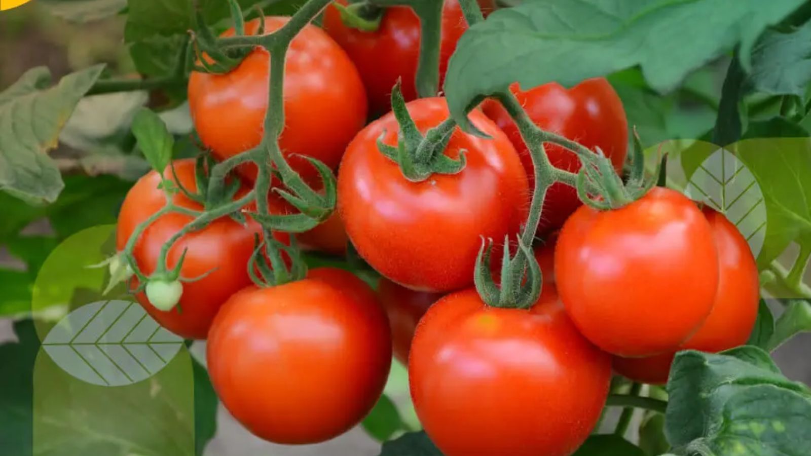 6 Manfaat Tomat untuk Kesehatan Tubuh yang Wajib Diketahui, Tubuh Lebih Sehat dan Kuat!