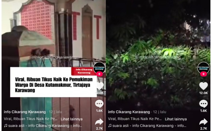 Ngeri! Ribuan Tikus Mendadak Serang Rumah Penduduk, Tanda Bencana Besar Akan Datang?