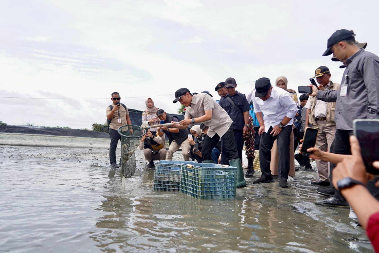 Sumbang Devisa, Tambak Udang OKI Dipasok Listrik Andal
