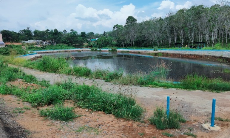 Kolam Retensi Tak Terawat, Dipenuhi Rumput