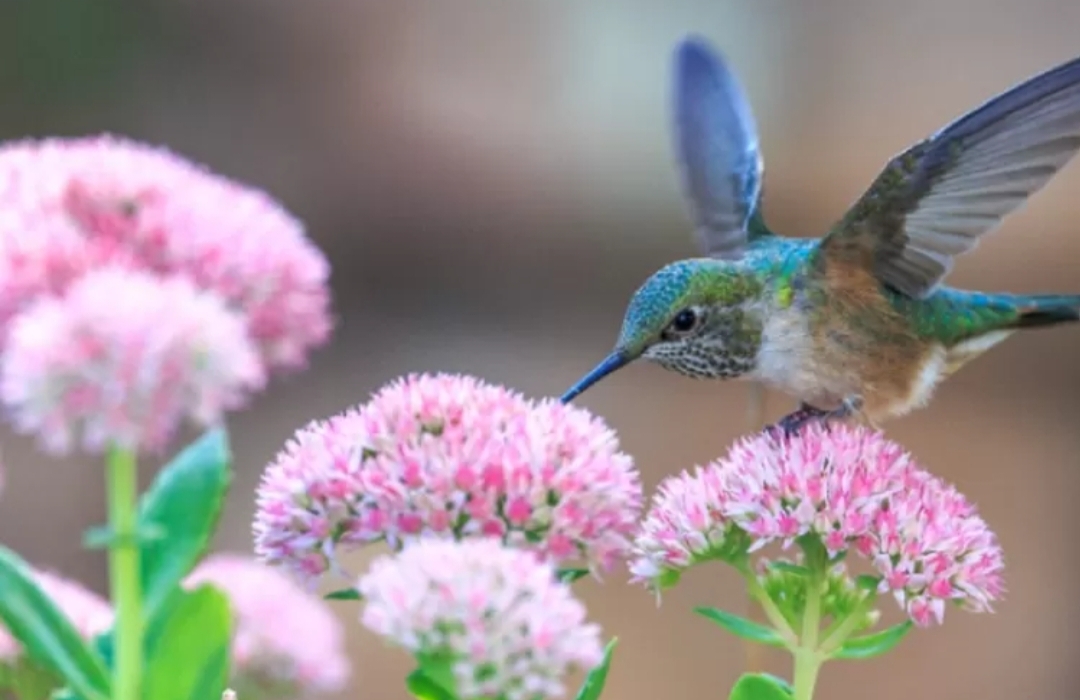 Intip 7 Jenis Pakan Favorit Burung Kolibri, Agar Kicauannya Semakin Gacor