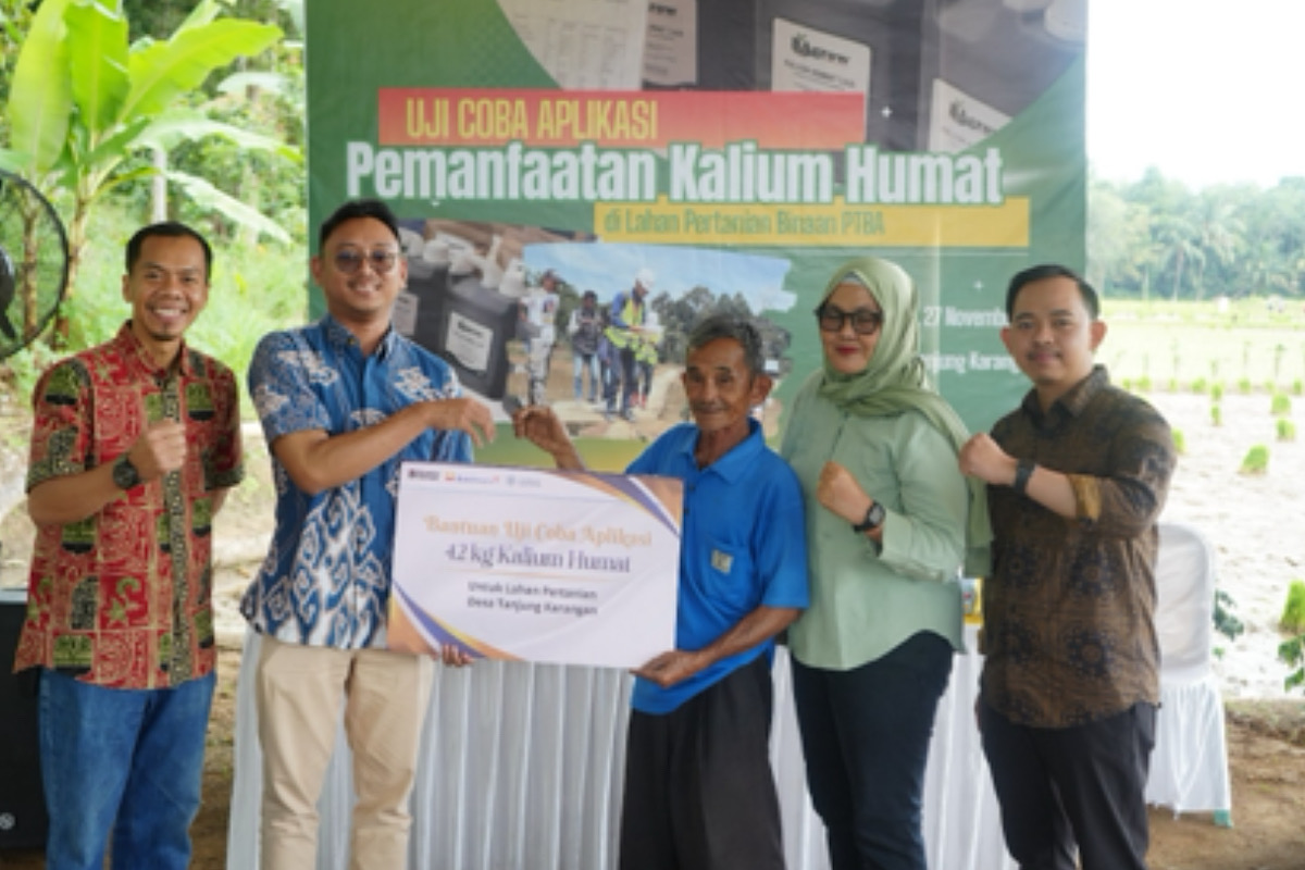 Langkah Nyata PTBA Tingkatkan Hasil Panen Petani Muara Enim Lewat Uji Coba Pemanfaatan Kalium Humat