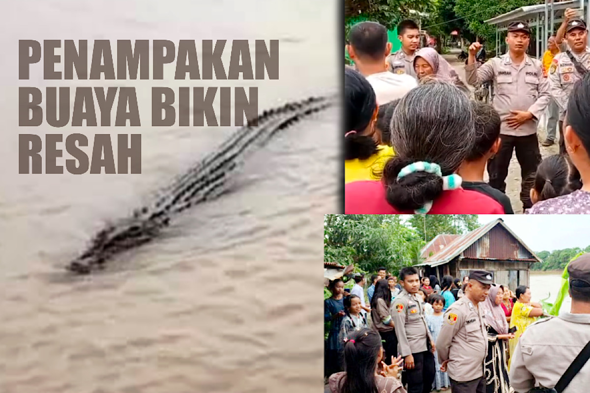 Warga Mulai Takut Mandi dan Mencuci Usai 2 Ekor Buaya Muncul di Sungai Ogan Rantau Panjang