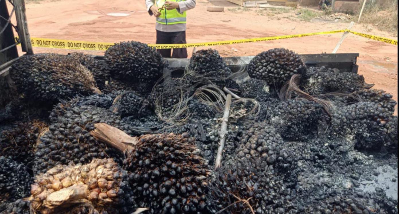 Kepergok Curi Buah Sawit di Tungkal Ilir Banyuasin, 3 Pelaku Diamuk Massa, Mobil Ikut Dibakar 