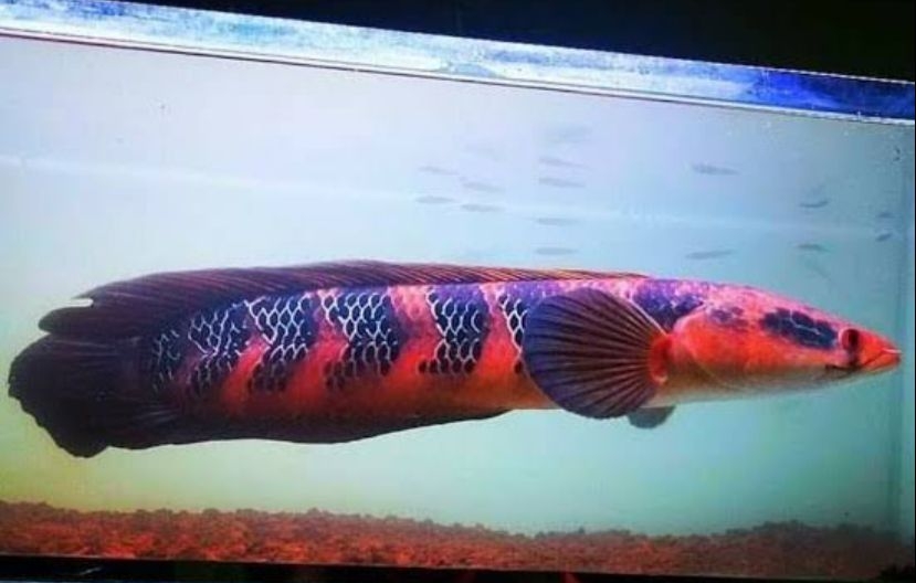 Ikan Hias Sultan, Ini Keistimewaan Channa Red Barito, Warna Merahnya Menawan
