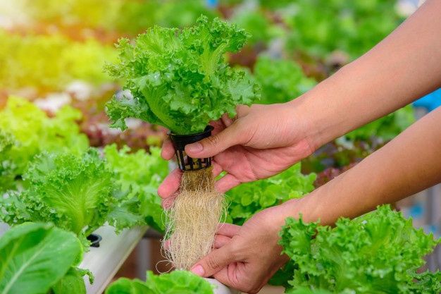 Budidaya Tanaman Sayuran Secara Hidroponik Manfaatkan Lahan Terbatas, Begini Caranya