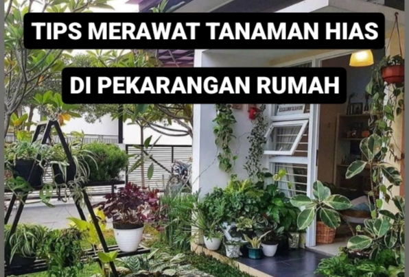 10 Tips Merawat Tanaman Hias Di Pekarangan Rumah agar Tetap Tumbuh Subur dan Cantik