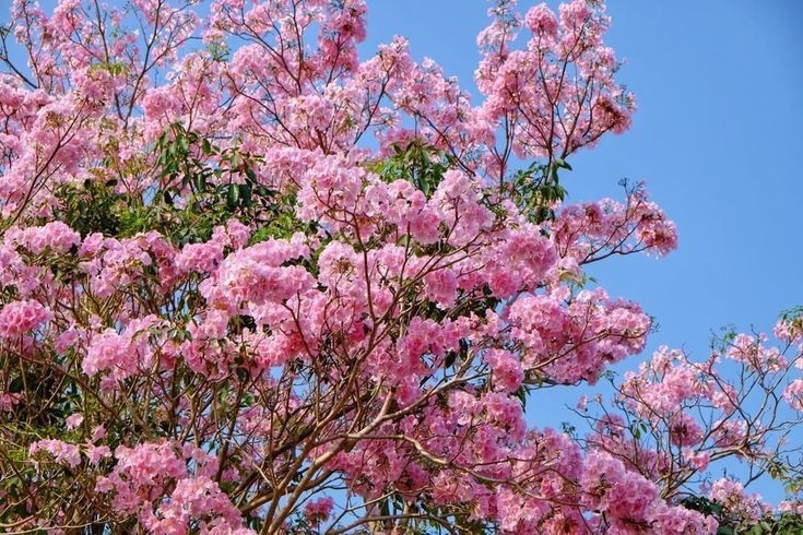 Fakta Menarik Pohon Tabebuya, Si Cantik yang Mirip Pohon Sakura
