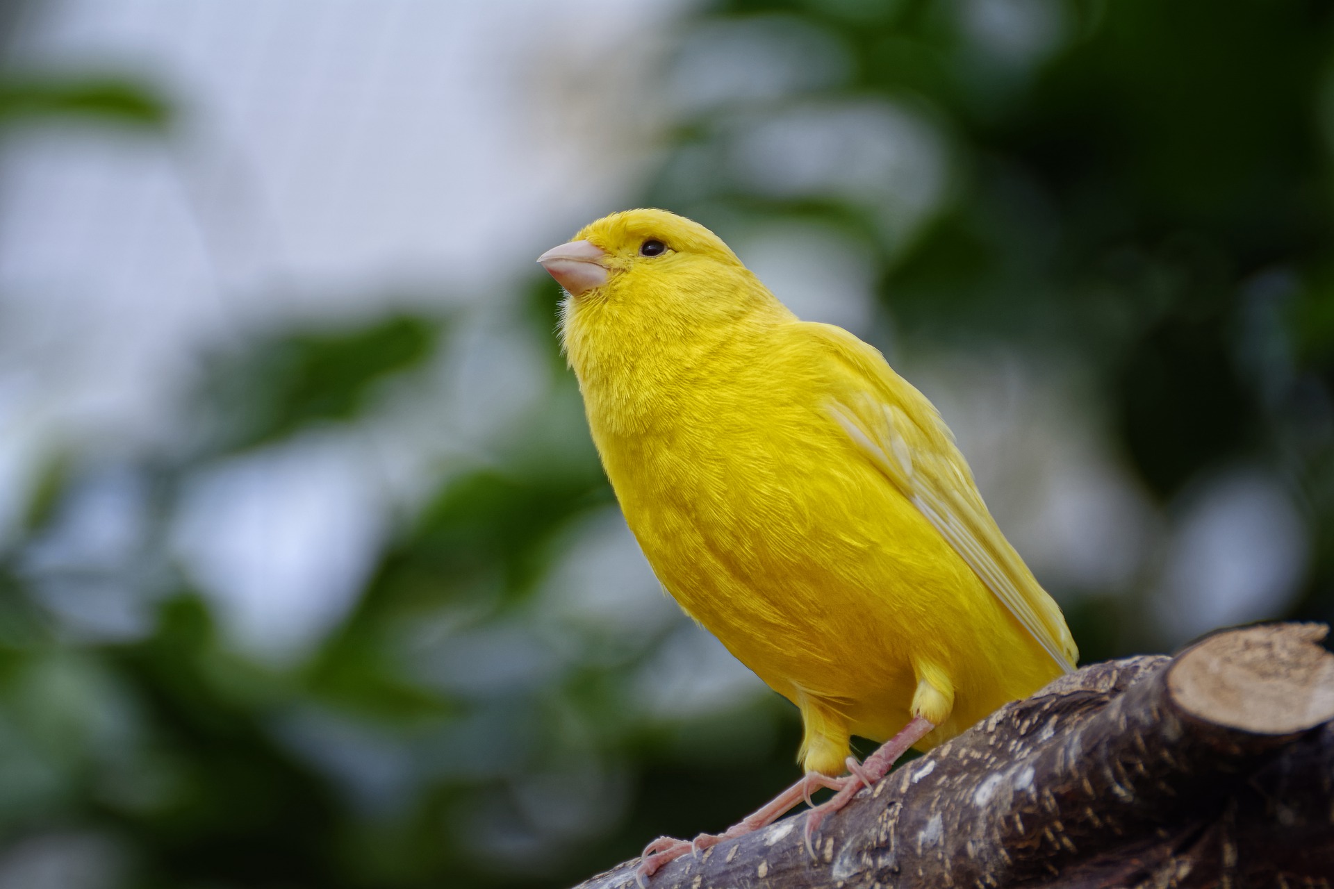 Mengenal 6 Jenis Burung Kenari. Si Penyanyi Seriosa Favorit Kicau Mania