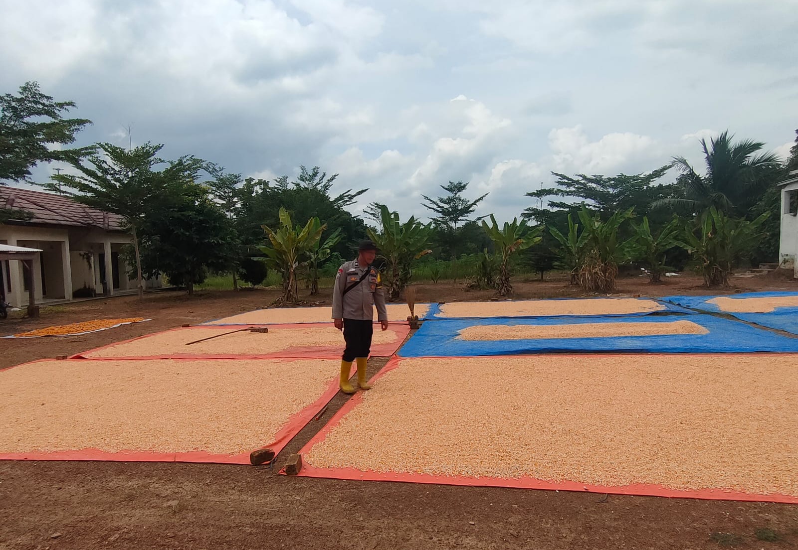 Putus Mata Rantai Tengkulak Polsek Teluk Gelam Terima Jagung Petani