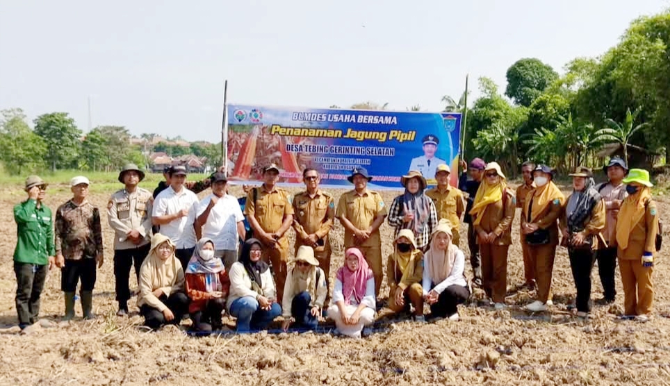 Penanaman Jagung Pipil Desa Tebing Gerinting Selatan Ogan Ilir, Dukung Program Ketahanan Pangan