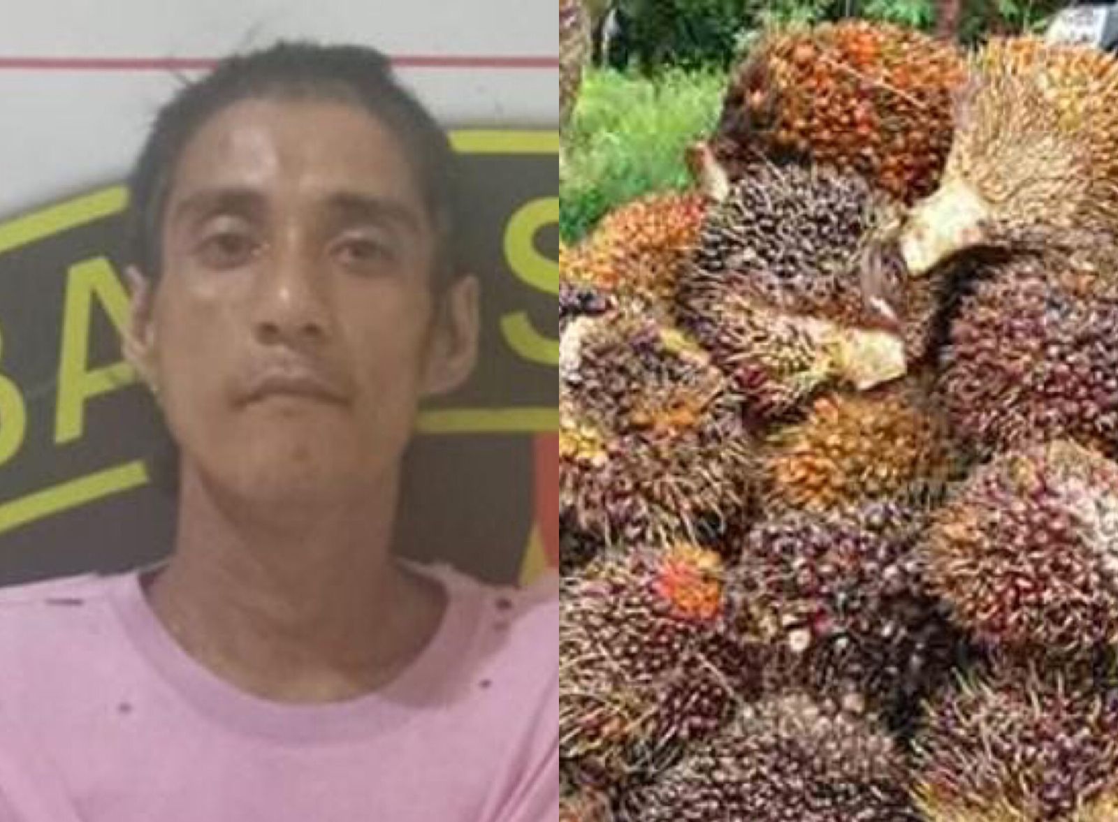 Warga Babat Supat Tertangkap Tangan Curi 138 Tandan Buah Sawit 