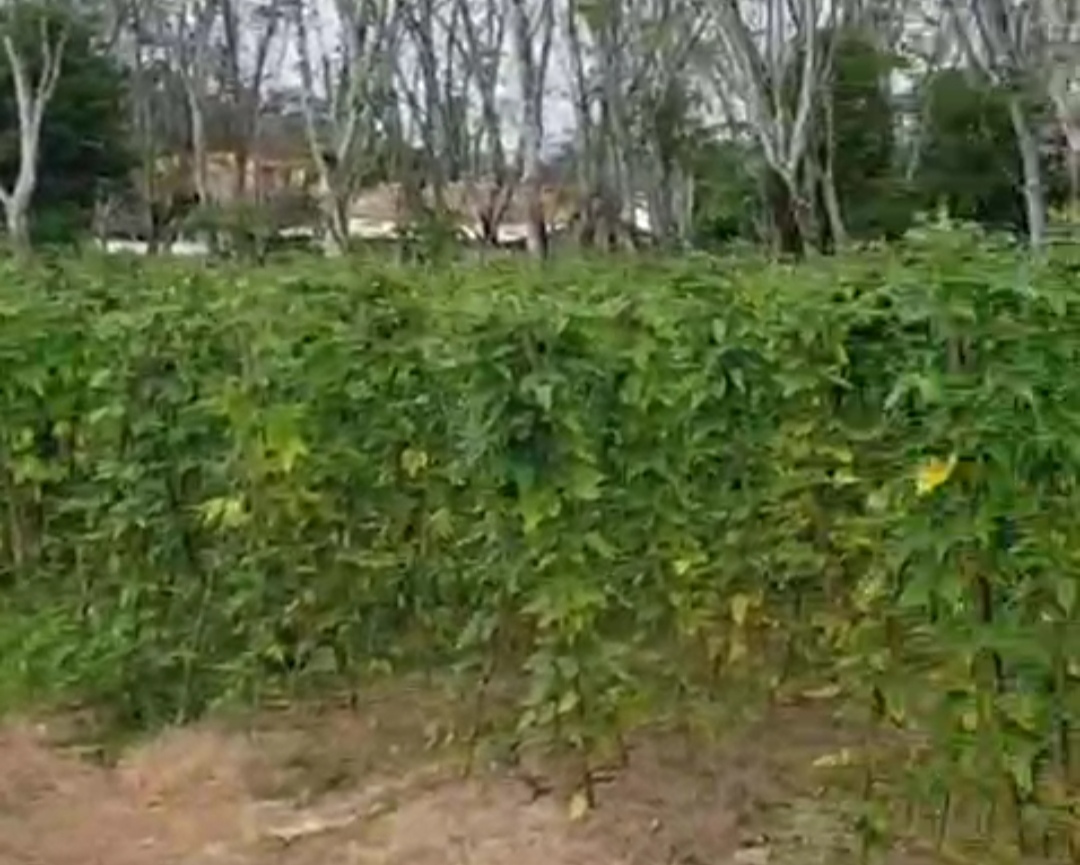 Manfaatkan Lahan Kosong Berkebun Kacang Panjang di Desa Bumi Harjo OKI Hasilkan 30 Kg Sekali Panen