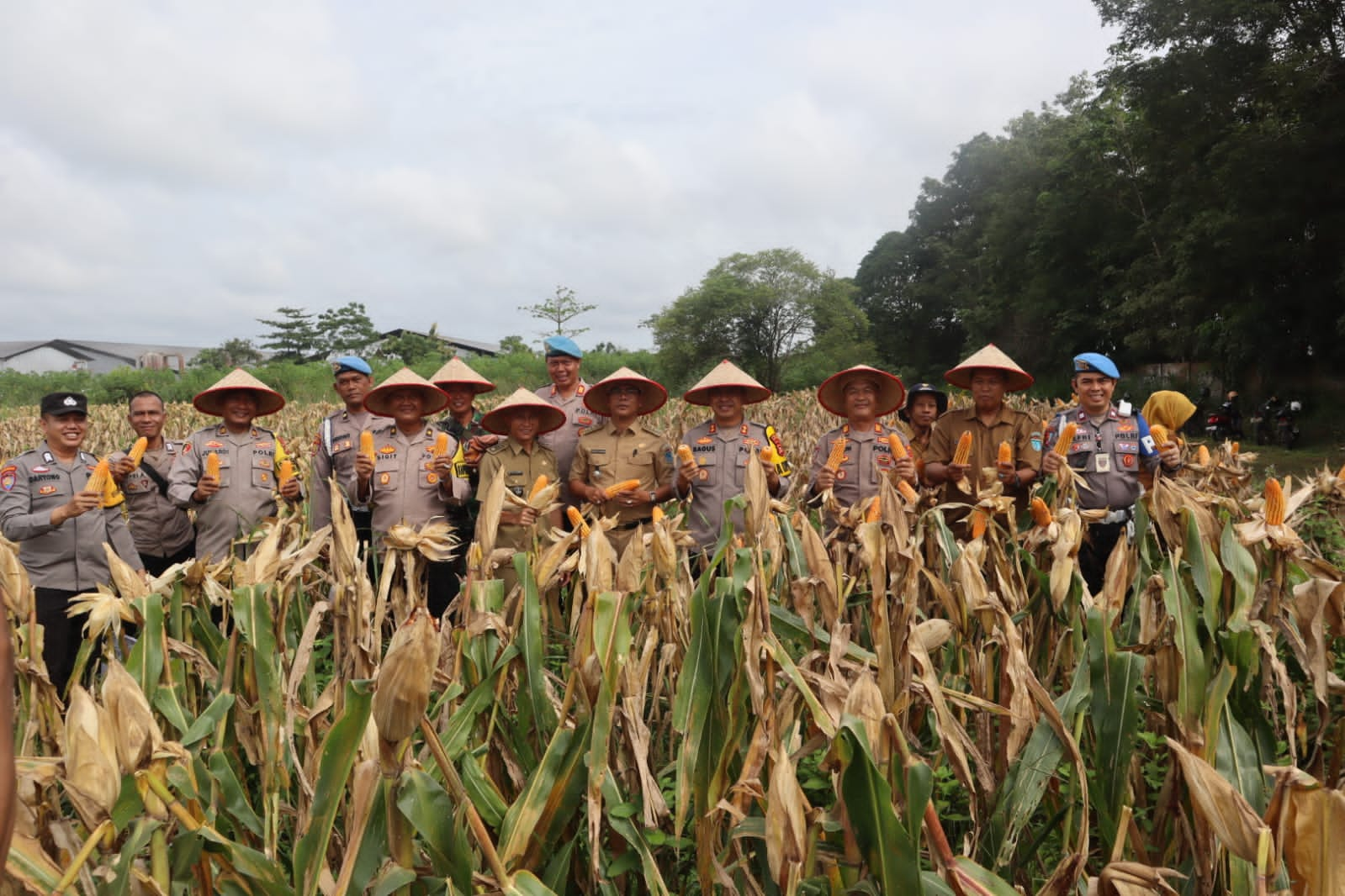 Ikut Serta Panen Jagung di Desa Lorok Ogan Ilir, Kapolsek Indralaya Harapkan Bisa Dorong Kemandirian Pangan