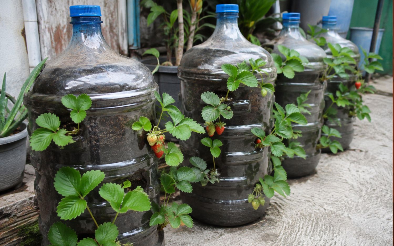 Cara Menanam Stroberi di Galon Bekas, Solusi Hemat Berkebun di Lahan Sempit