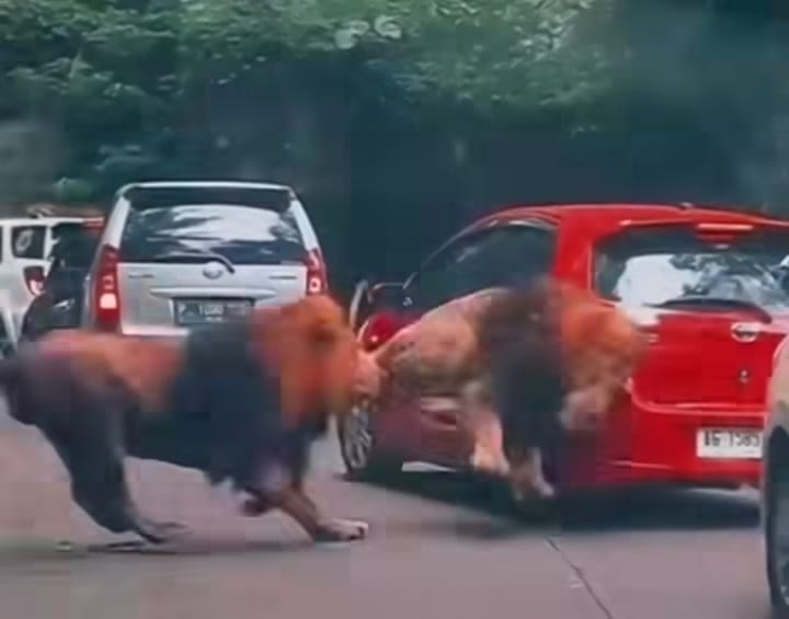 2 ekor Singa Taman Safari Berantem Bikin Panik Pengunjung dan Tabrak Mobil Pengunjung, Sopir Enggan Berdamai 