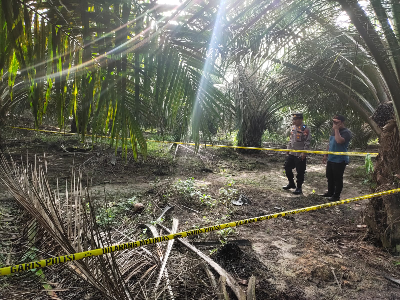 Geger! Warga Keluang Muba Temukan Kerangka Manusia Berserakan di Kebun Sawit Plasma