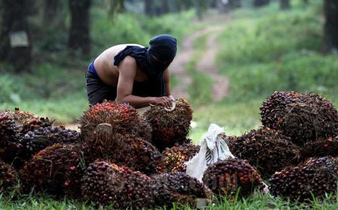 Periode Januari 2023, Harga Sawit di Sumatera Selatan Masih di Atas Rp2.000 Per Kg