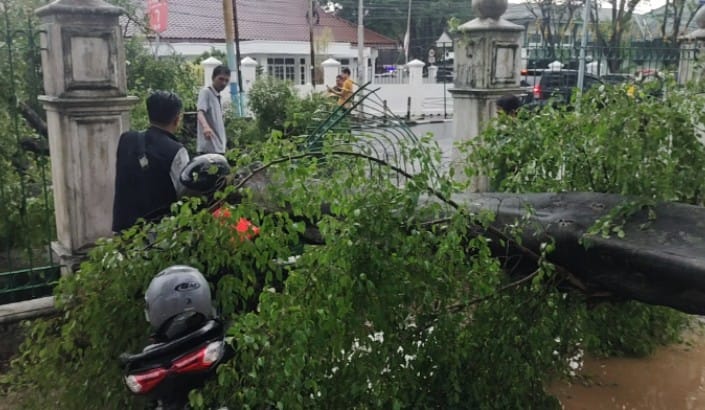 Pohon Tumbang Timpa Motor Pengunjung PN Palembang, Lalu Lintas Sempat Lumpuh Total