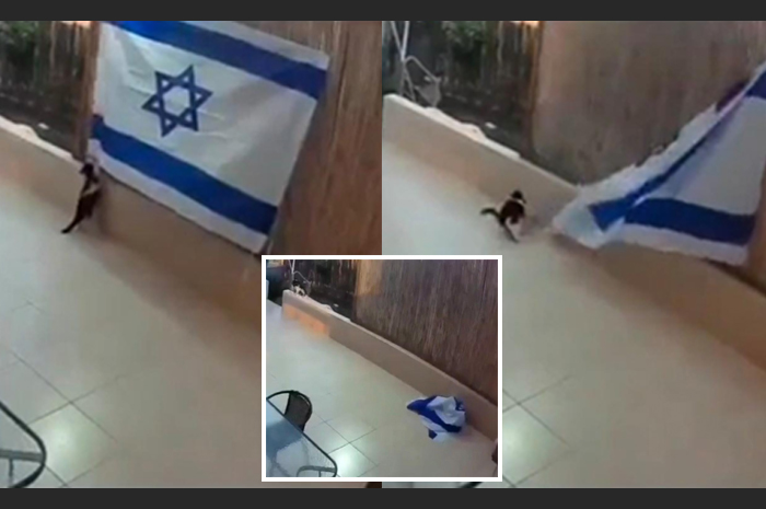 Lagi...Pertanda Apa? Hewan Menggemaskan Ini Juga Jatuhkan Bendera Israel, Netizen: Kucingpun Tak Suke