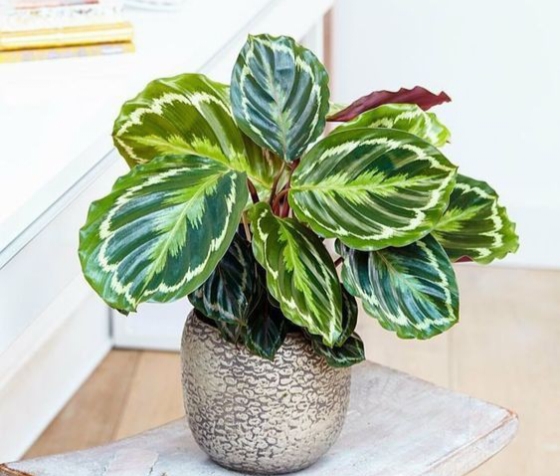 Calathea Roseopicta: Tanaman Hias yang Memiliki Daun Cantik, Cocok untuk Interior Rumah Saat Lebaran