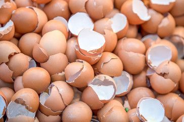 Sering Dibuang? Ini Manfaat Cangkang Telur Bagi Tanaman Salah Satunya Dapat Suburkan Tanah