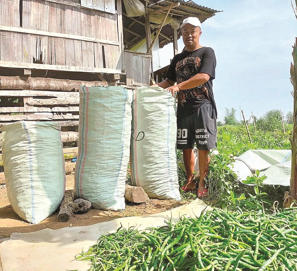  Aji Mumpung, Petani Pilih Petik Cabai yang Masih Hijau