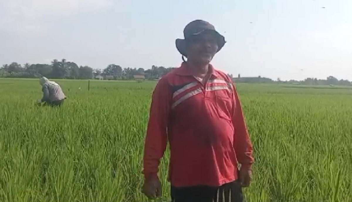 HET Pupuk Turun, Petani OKU Timur Optimis Produksi 1 Juta Ton Gabah