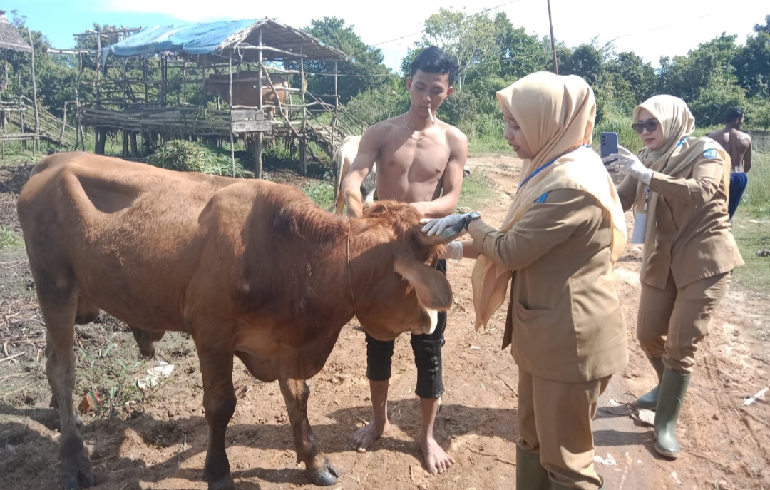 OPD di OKI Potong Hewan Kurban, Daging Didistribusikan ke Masyarakat