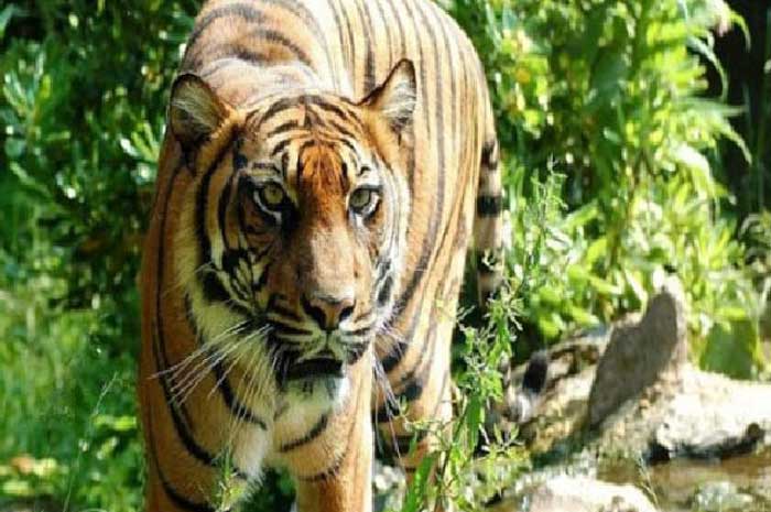 Ibu Asal India ini Berkelahi dengan Harimau Selamatkan Bayi