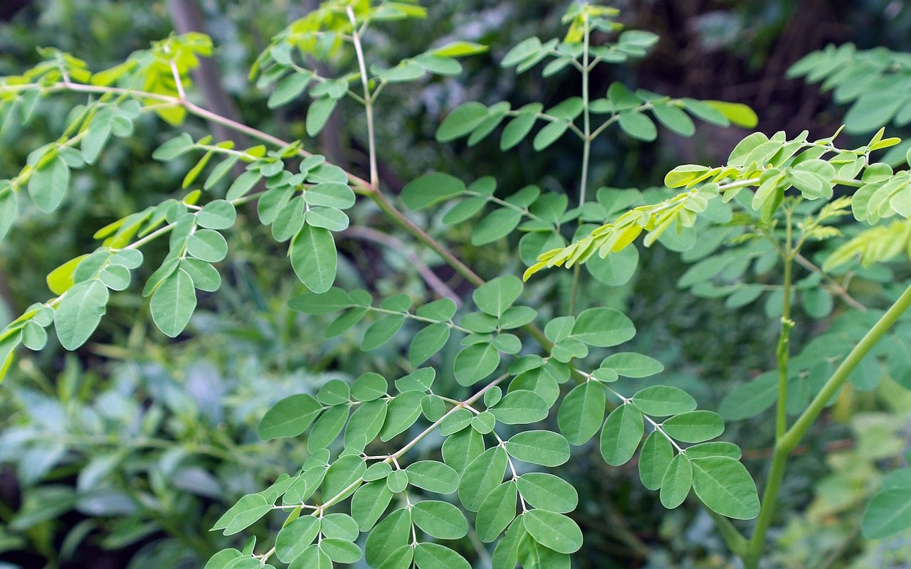 Simak Yuk! Berikut 5 Mitos dan Fakta dari Manfaat Daun Kelor yang Dianggap Daun Sakti