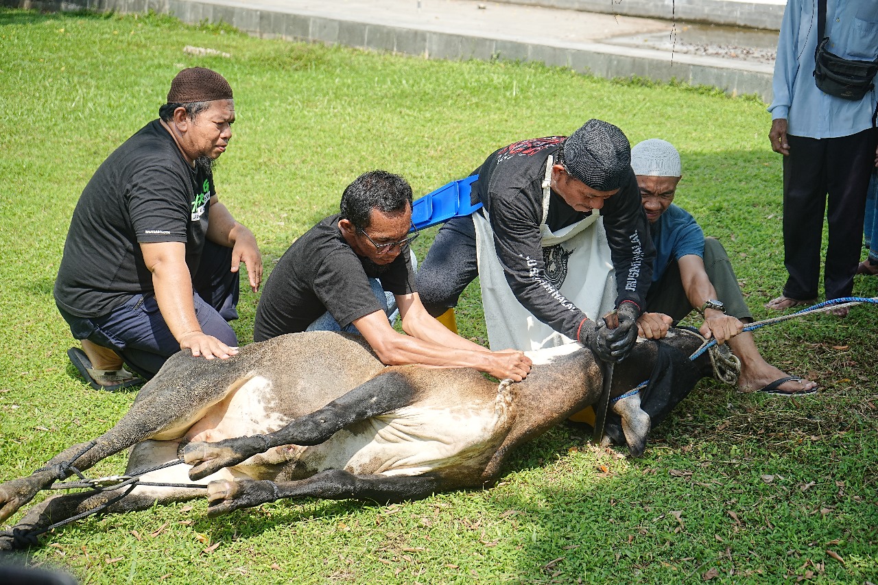 PT Bukit Asam Gelar Pelatihan Penyembelihan Hewan Kurban Sambut Idul Adha 1446 H