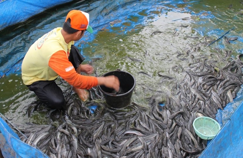 7 Cara Budidaya Lele untuk Pemula: Modal Kecil, Keuntungan Menjanjikan
