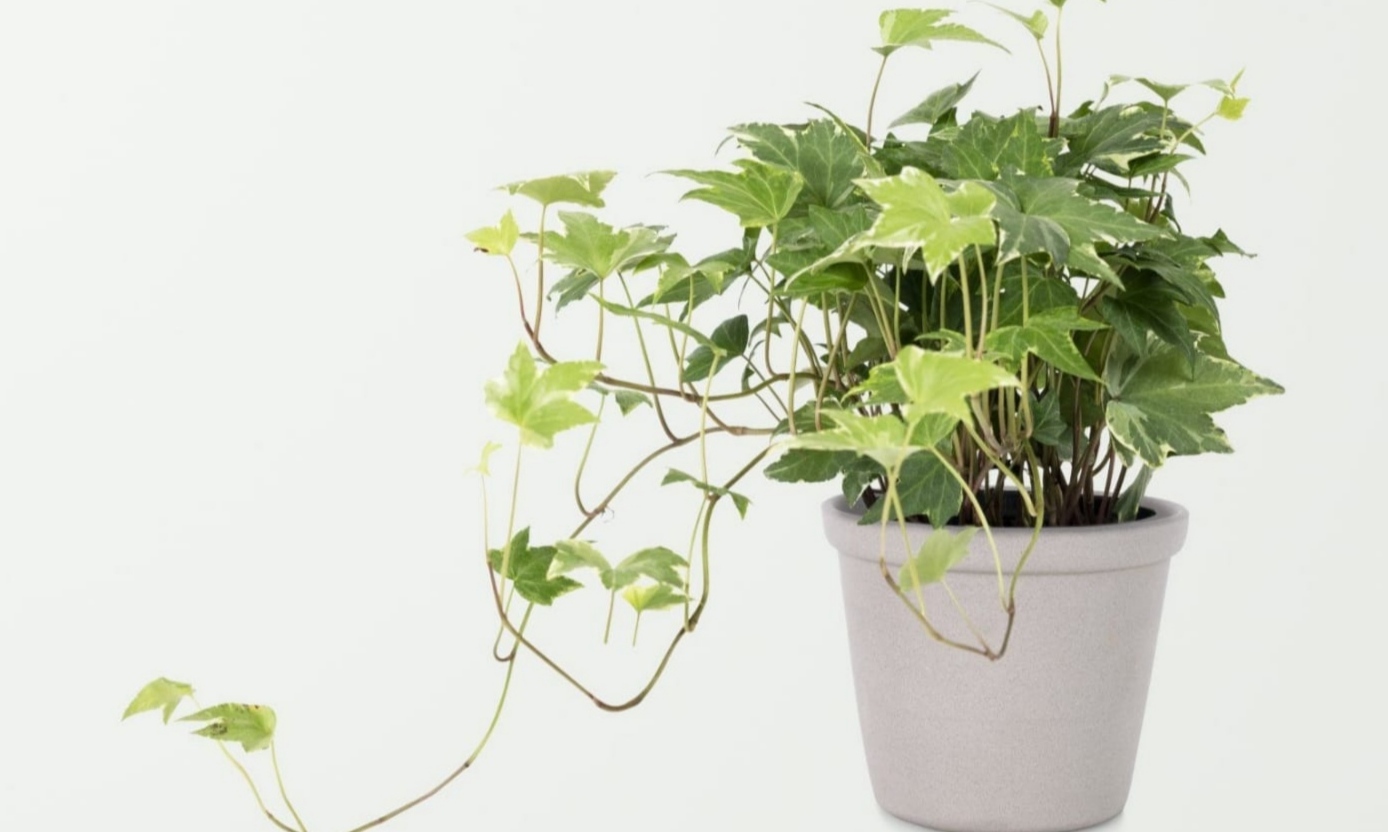 Dinding Rumah Kusam, 5 Tanaman Hias Merambat Bisa Bikin Rumah Cantik