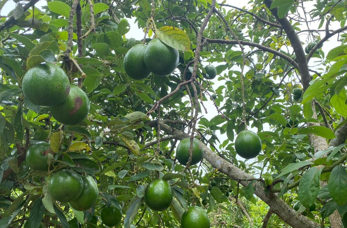  5 Cara Merangsang Pohon Alpukat agar Berbuah Lebat dan Tidak Rontok