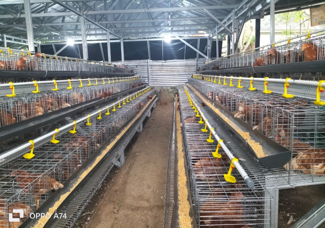 Pensiunan TNI Usaha Ternak Ayam Petelur di Lempuing OKI, Hasilkan 30 Kg Sehari