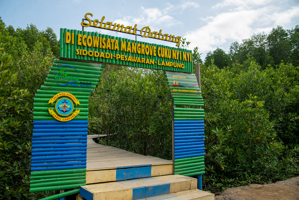 Tanam Mangrove, Masyarakat Desa Sidodadi Bersama PTBA Menanam Kebaikan: Lestarikan Alam, Membangun Masa Depan