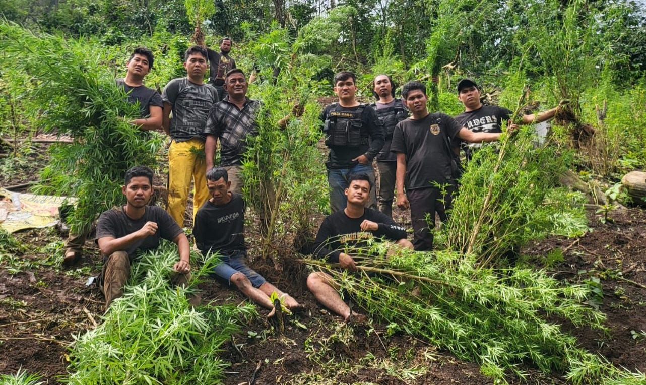 Tempuh 9 Jam Berjalan Kaki, Kapolres Empat Lawang dan Anak Buahnya Temukan 2 Hektar Ladang Ganja di Kebun Kopi