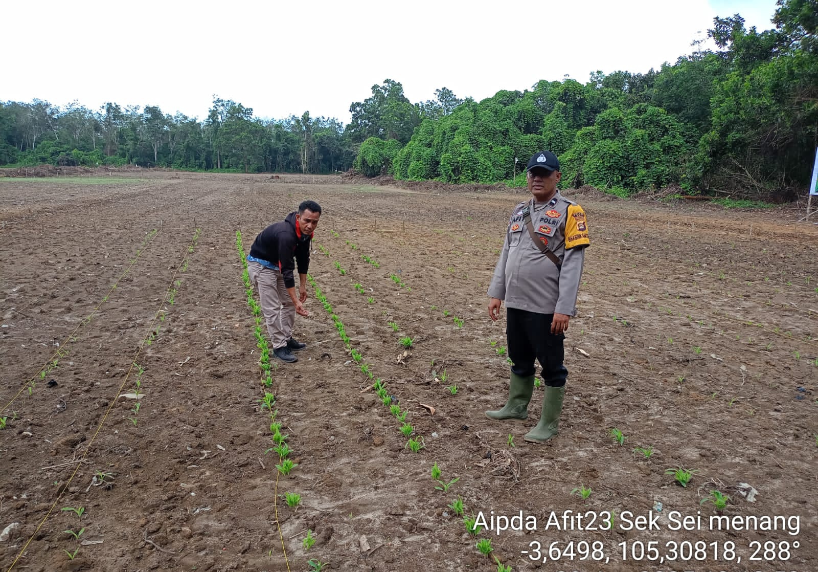 Hektaran Lahan Tanaman Jagung Dukung Ketahanan Pangan di Sungai Menang OKI Terus Dirawat